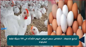 تراجع ملحوظ.. انخفاض سعر البيض اليوم الثلاثاء إلى 135 جنيهًا فقط للكرتونة